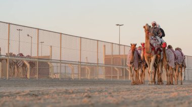 Ash-Shahaniyah, Katar... 21 Mart 2021: Jokeyler deve yarışı pistinde yürümek için develeri alıyorlar. Seçici odak