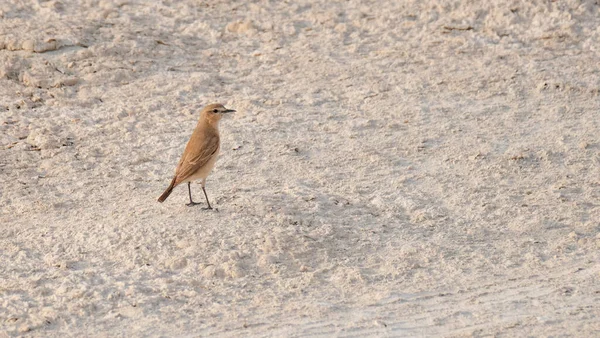 Perský Wheatear Oenanthe Chrysopygia Nalezen Kataru Selektivní Zaměření — Stock fotografie