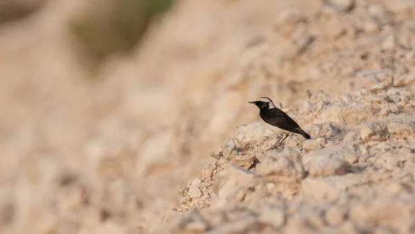 Wheatear Orejas Negras Encontrado Qatar Enfoque Selectivo — Foto de Stock