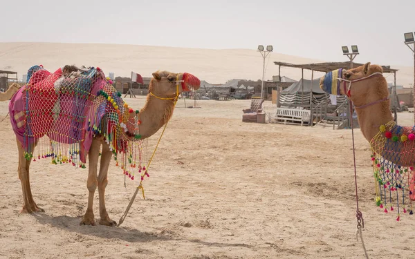 Kamele Traditioneller Tracht Nahmen Die Touristen Mit Auf Einen Ausritt — Stockfoto