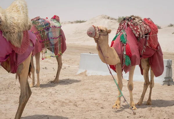 Camellos Decorados Con Trajes Tradicionales Utilizados Para Llevar Los Turistas — Foto de Stock
