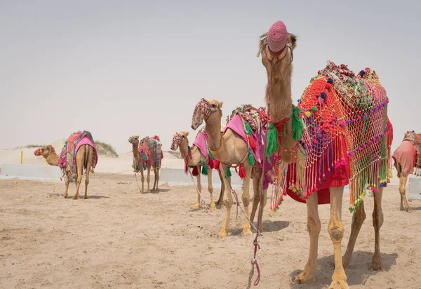 Kamele Traditioneller Tracht Nahmen Die Touristen Mit Auf Einen Ausritt — Stockfoto