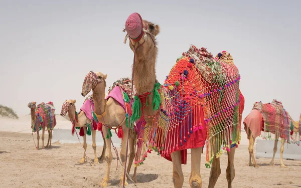 Kamele Traditioneller Tracht Nahmen Die Touristen Mit Auf Einen Ausritt — Stockfoto