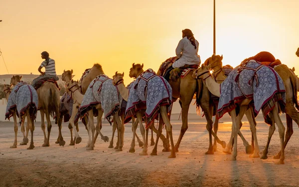 Ash Shahaniyah Qatar Mars 2021 Jockeys Prenant Les Chameaux Pour — Photo