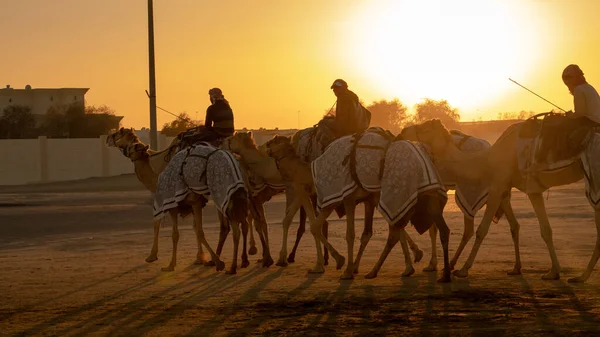 Ash Shahaniyah Qatar Mars 2021 Jockeys Prenant Les Chameaux Pour — Photo