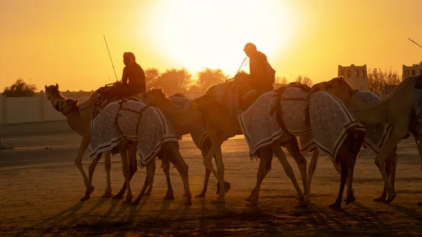 Ash Shahaniyah Qatar Mars 2021 Jockeys Prenant Les Chameaux Pour — Photo