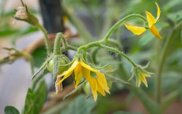 Tomato flowers and baby tomatoes in the plant.selective focus