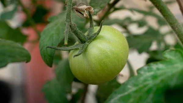 Baby Tomaten Pflanz Selektiver Fokus — Stockfoto