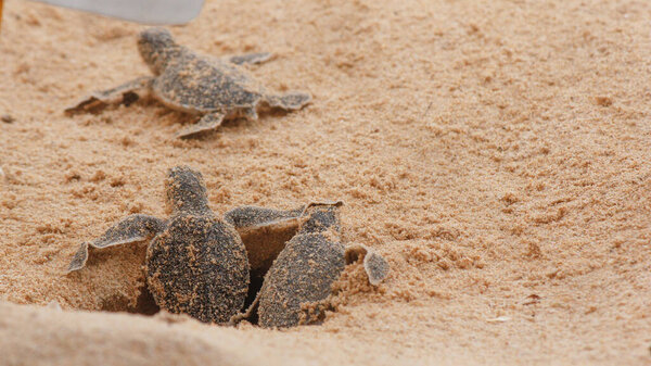 Loggerhead baby sea turtles hatching in a turtle farm in Hikkaduwa. Sri Lanka. Selective Foucs