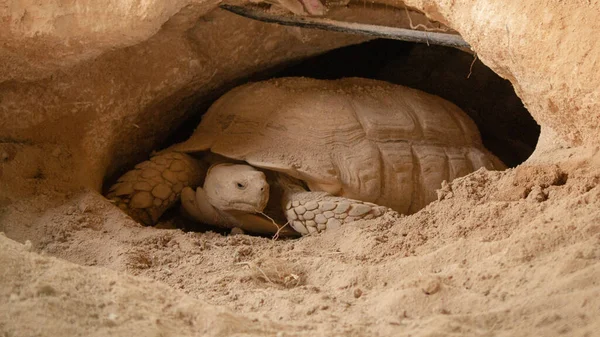 Çöl Kaplumbağası Çölde Yapılmış Bir Delikte Yaşar — Stok fotoğraf