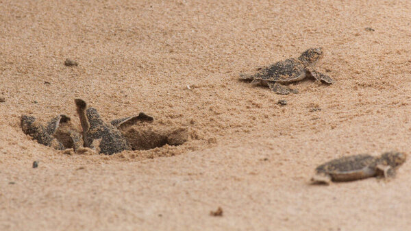 baby turtles coming out of nest.