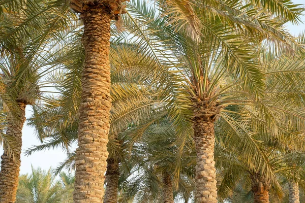 Plantação Tamareiras Indústria Agrícola Tropical Oriente Médio — Fotografia de Stock