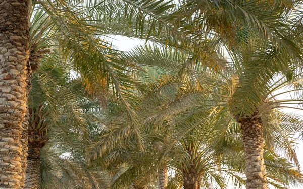 Aanplanting Van Dadelpalmen Tropische Landbouw Het Midden Oosten — Stockfoto