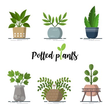 Tasarımcılar için her türden renkli saksı bitkisi koleksiyonu. Kullanımı kolay ve son derece kişiselleştirilebilir. birçok amaçla kullanılabilen güzel ve modern element Eps10 vektörü.