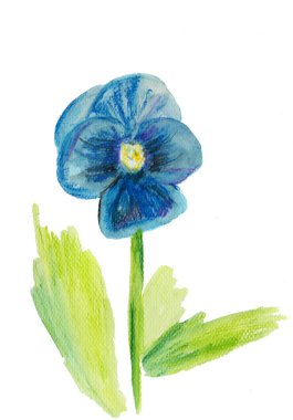 suluboya güzel mavi bahçe çiçeği beyaz arka planda izole
