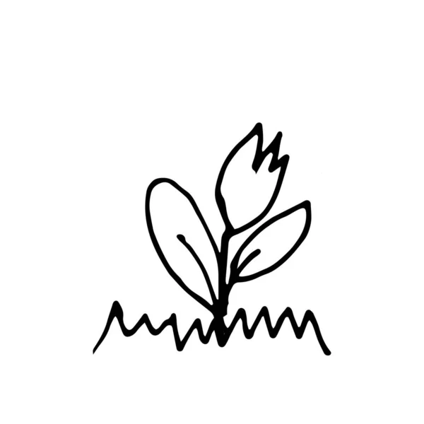 Belle Tulipe Avec Herbe Doodle — Image vectorielle