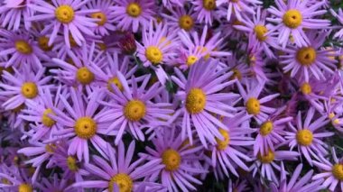 Bahçede sarı kalpli küçük leylak kasımpatılar yetişiyor. Sonbaharda rüzgarda sallan.