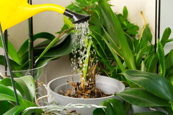 Tukang Kebun Wanita Menyiram Bunga Anggrek Athome Perawatan Tanaman Rumah — Stok Foto