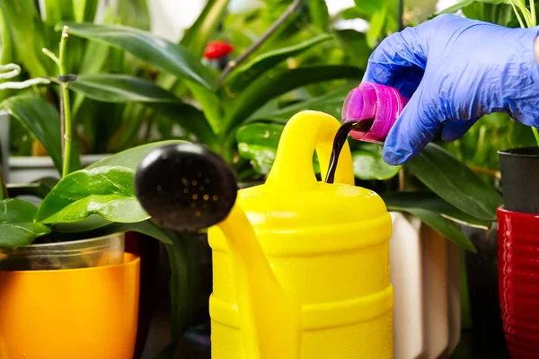 gardener fertilizer home orchid plants. houseplant care. woman watering orchid flowers. , housework and plants care concept. Home gardening, love of plants and care.