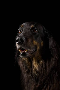 Siyah Hovawart portresi. Takvim, poster ve parmak izi kapağı için siyah köpek portresi. Seçici odaklanma. Siyah arkaplanda nasıl femaile köpek.