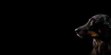 Siyah Hovawart portresi. Takvim, poster ve parmak izi kapağı için siyah köpek portresi. Seçici odaklanma. Siyah arkaplanda nasıl femaile köpek.