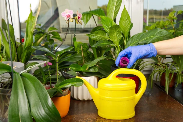 gardener fertilizer home orchid plants. houseplant care. woman watering orchid flowers. , housework and plants care concept. Home gardening, love of plants and care.