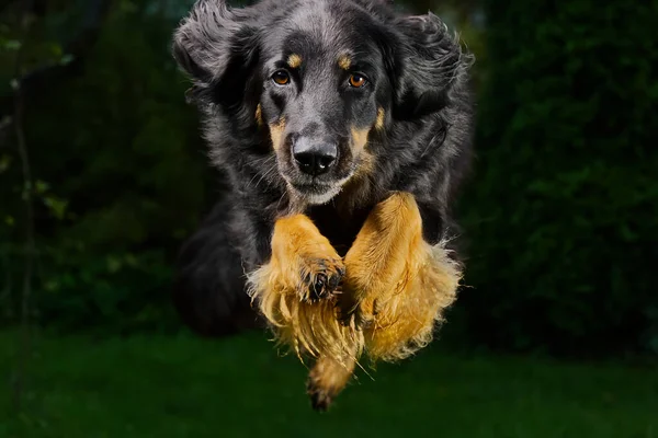 Zwart Zweinse Portret Zwarte Hond Close Portret Voor Kalender Poster — Stockfoto