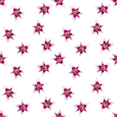 Pembe Lily çiçeğinin kusursuz deseni çiçek açar. Pembe zambak çiçekleri beyaz arkaplansız desen üzerinde. düz uzanmış çiçek deseni