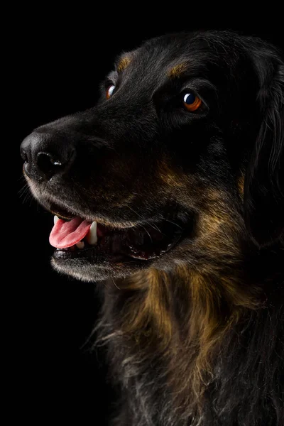 Retrato Perro Hovawart Negro Sobre Fondo Oscuro Negro Perro Primer — Foto de Stock