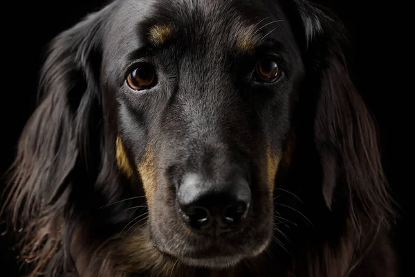 Černý Vznášející Pes Portrét Tmavém Pozadí Černý Pes Detail Portrét — Stock fotografie