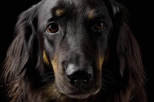 Retrato Perro Hovawart Negro Sobre Fondo Oscuro Negro Perro Primer —  Fotos de Stock