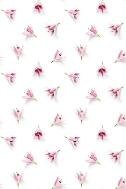 İzole edilmiş pembe Lilly çiçeği beyaz arka planda çiçek açar, Lilly çiçeği düz bir şekilde yaratıcı arka planda yatar.