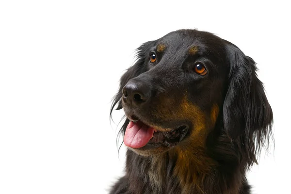 Portret psa Hovawarta. Zbliżenie do czarnego psa Hovawart, odizolowany — Zdjęcie stockowe