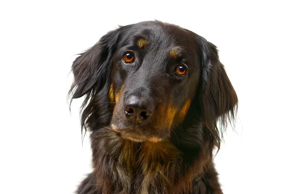 Hovawart köpek portresi. İzole edilmiş siyah bir Hovawart köpeğinin yakın çekimi. — Stok fotoğraf