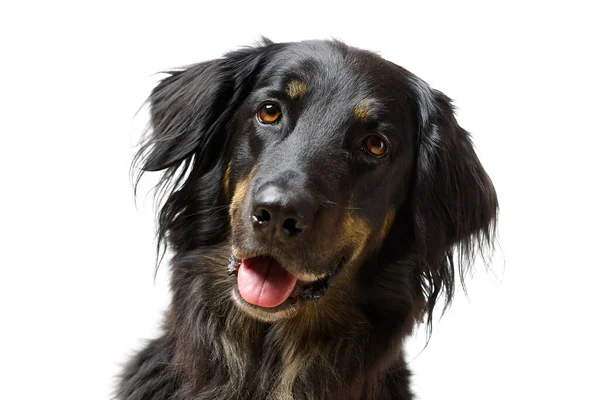 Retrato de cão Hovawart. Close-up tiro de um cão Hovawart preto, isolado — Fotografia de Stock