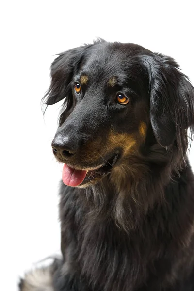 Retrato de perro Hovawart. Brote de cerca de un perro negro Hovawart, aislado — Foto de Stock