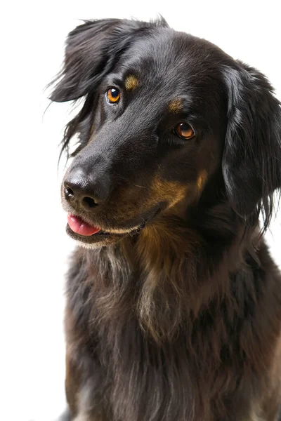 Hovawart köpek portresi. İzole edilmiş siyah bir Hovawart köpeğinin yakın çekimi. — Stok fotoğraf