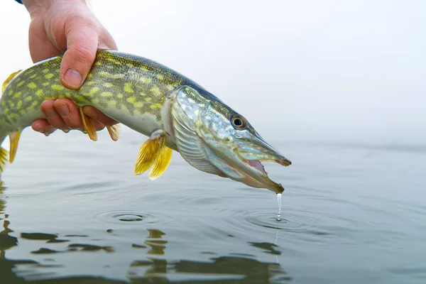 Rejeter le brochet dans l'eau. Capturer et relâcher le concept de poisson — Photo