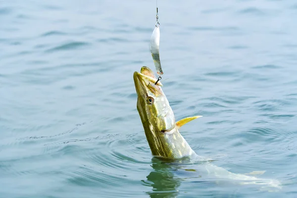 Luccio pescato su un gancio in uno stagno d'acqua dolce. pesca nel mare baltico — Foto Stock