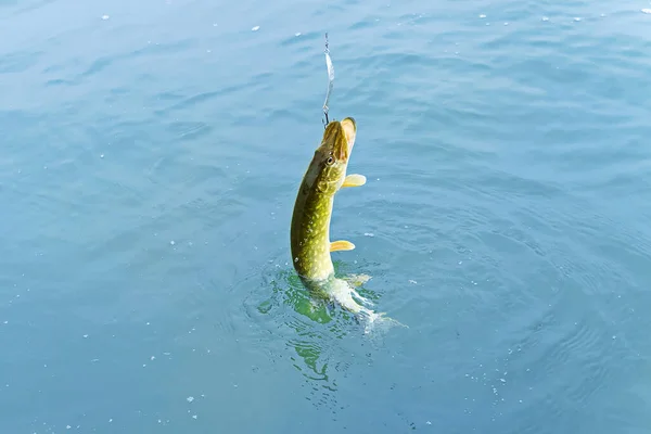 Pique de peixe pego em um gancho em uma lagoa de água doce. pesca no mar baltico — Fotografia de Stock