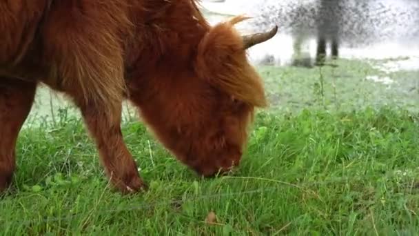 Szőrös narancs tehén hegyvidéki szarvasmarha eszik füvet a legelőn a nyári napon — Stock videók