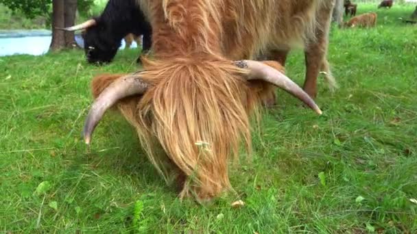 Haarige orangefarbene Hochlandrinder fressen an Sommertagen Gras auf der Weide — Stockvideo