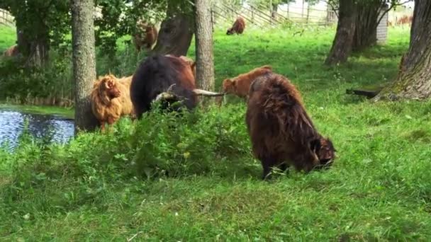 Haarige orangefarbene Hochlandrinder fressen an Sommertagen Gras auf der Weide — Stockvideo