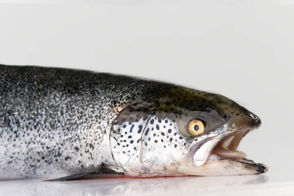 Pescado fresco de salmón crudo aislado en blanco. foto de salmón sobre fondo blanco — Foto de Stock