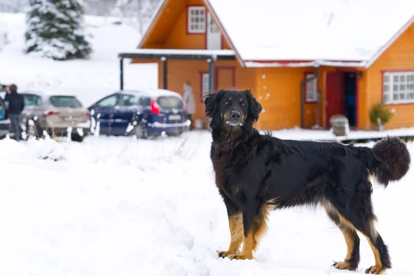 Hovawart dog is walking in winter day at snow. Germany guard dog breed — Stock Photo, Image