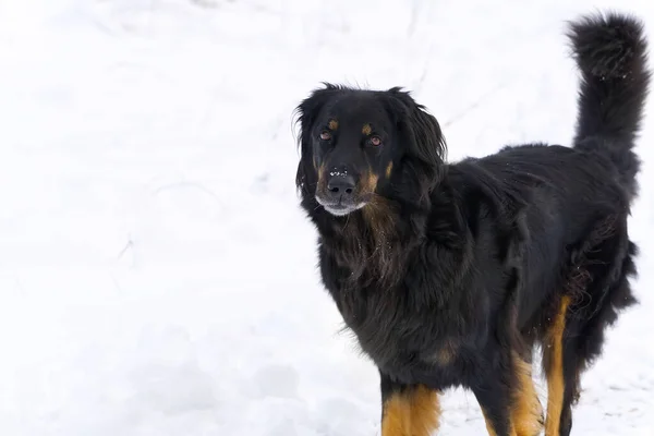 Hovawart chien se promène dans la journée d'hiver à la neige. Allemagne garde race de chien — Photo