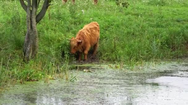 Волохата помаранчева корова високогірна худоба, що їсть траву на пасовищі в літній день — стокове відео