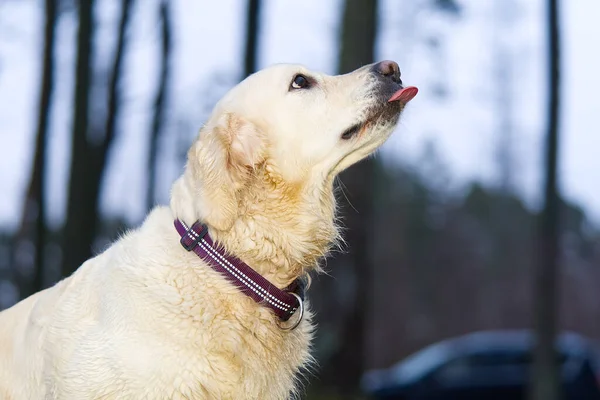 Golden Retriever 'ın sonbahar ormanındaki portresi — Stok fotoğraf