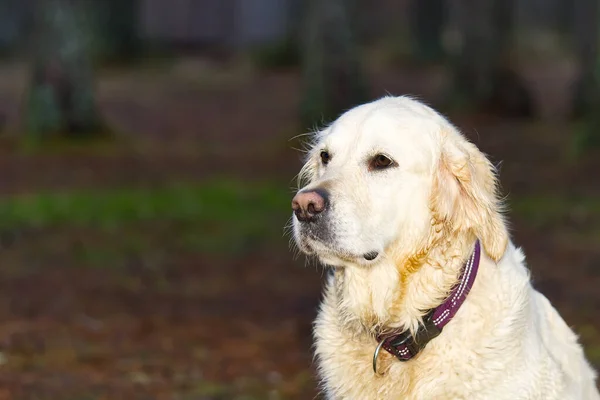 Golden Retriever 'ın sonbahar ormanındaki portresi — Stok fotoğraf