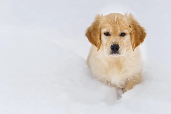 Een portret van een Golden retriever hond in de winter sneeuw — Stockfoto